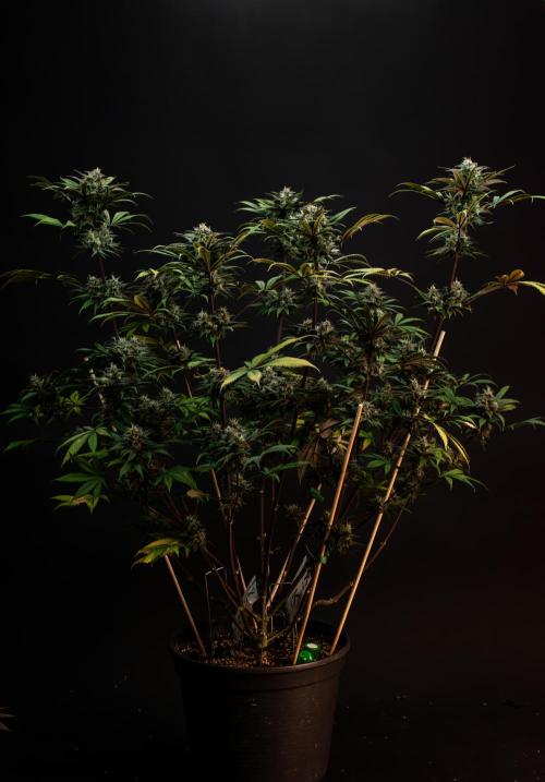 Monster Maker. Week 10