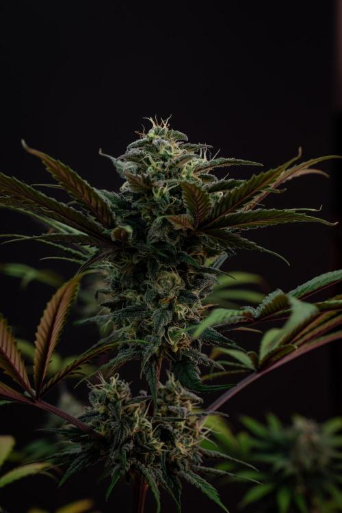 Monster Maker. Week 10