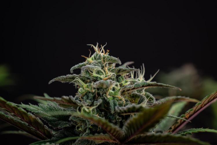 Monster Maker. Week 10