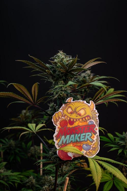 Monster Maker. Week 10
