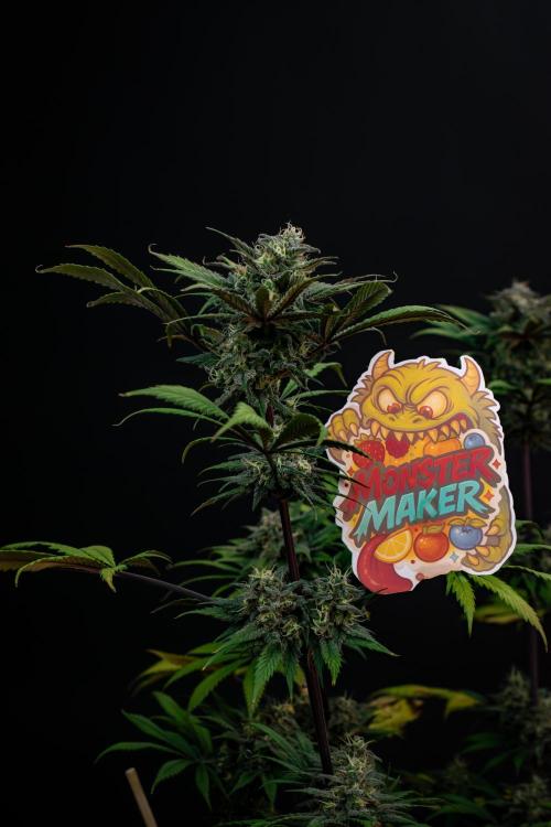 Monster Maker. Week 10