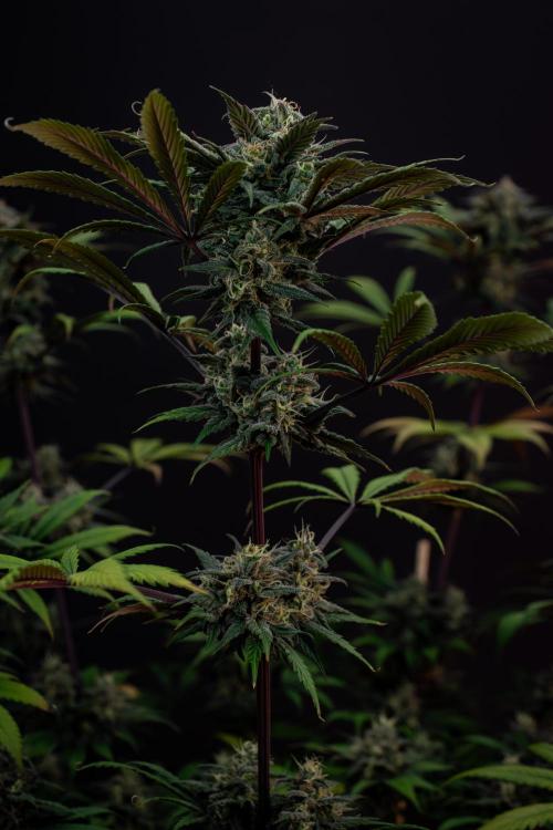 Monster Maker. Week 10