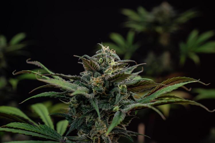 Monster Maker. Week 10