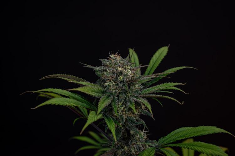 Monster Maker. Week 10