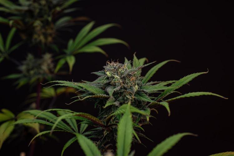 Monster Maker. Week 10