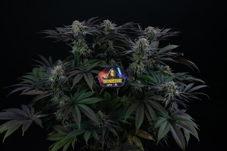 Bananakin Skywalker. Week 10