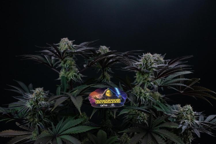 Bananakin Skywalker. Week 10