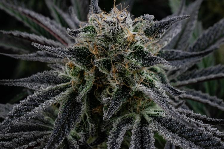 Bananakin Skywalker. Week 10