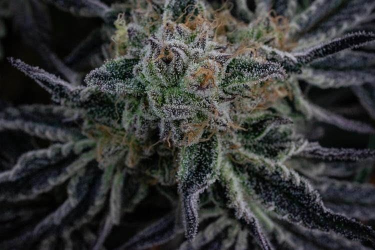 Bananakin Skywalker. Week 10