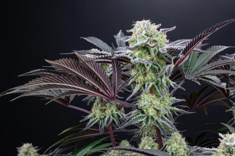 Bananakin Skywalker. Week 10