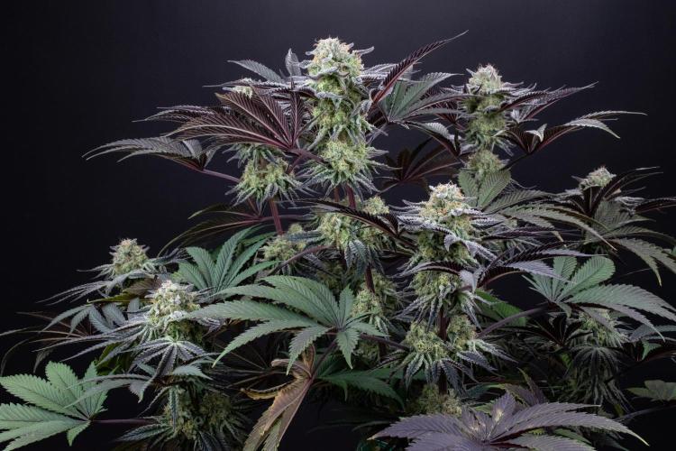 Bananakin Skywalker. Week 10