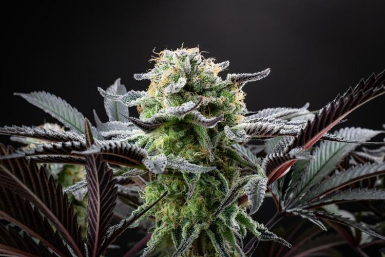 Bananakin Skywalker. Week 10