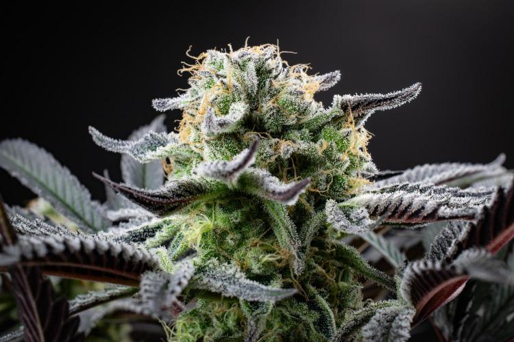 Bananakin Skywalker. Week 10