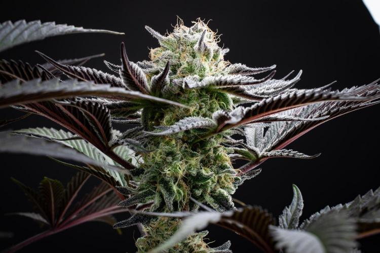 Bananakin Skywalker. Week 10