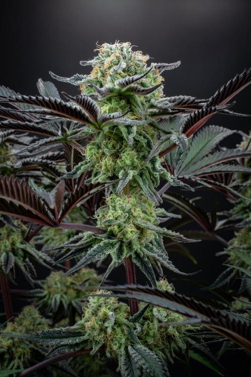 Bananakin Skywalker. Week 10