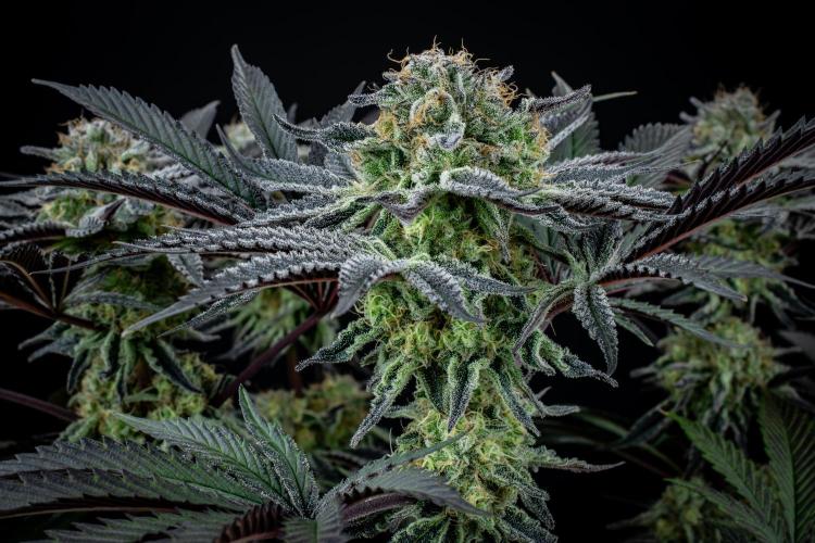 Bananakin Skywalker. Week 10