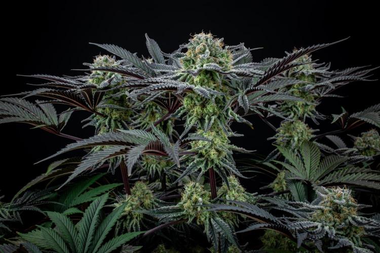 Bananakin Skywalker. Week 10