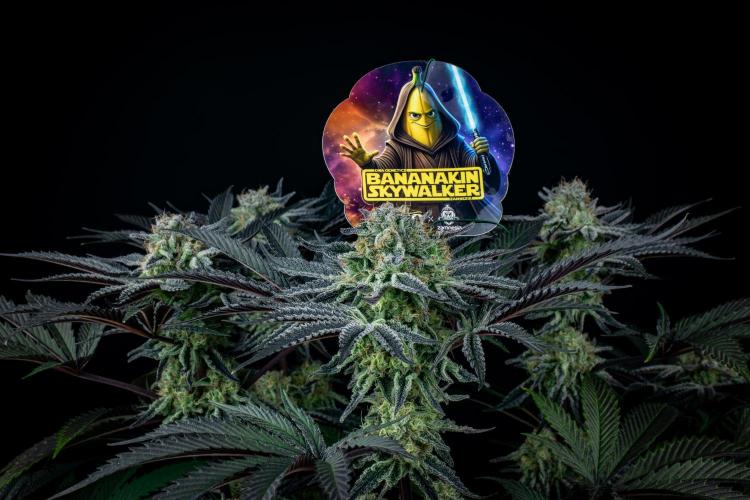 Bananakin Skywalker. Week 10