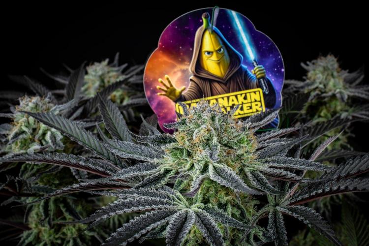 Bananakin Skywalker. Week 10