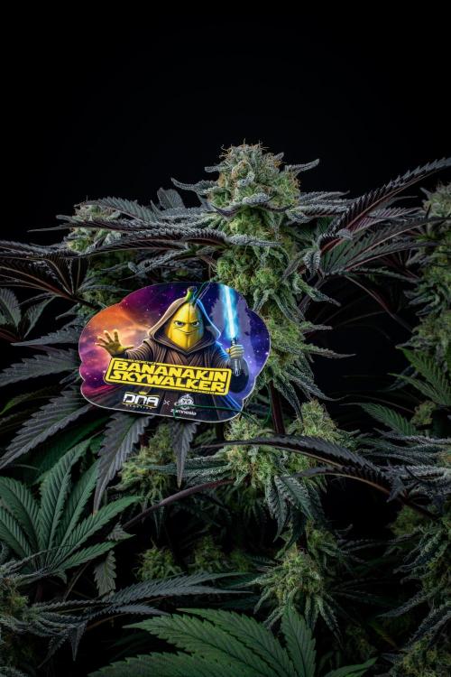 Bananakin Skywalker. Week 10