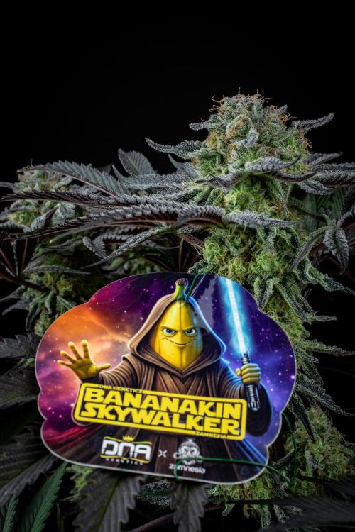 Bananakin Skywalker. Week 10