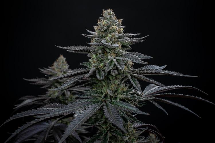 Biscotti Gelato. Week 14