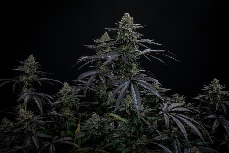 Biscotti Gelato. Week 14