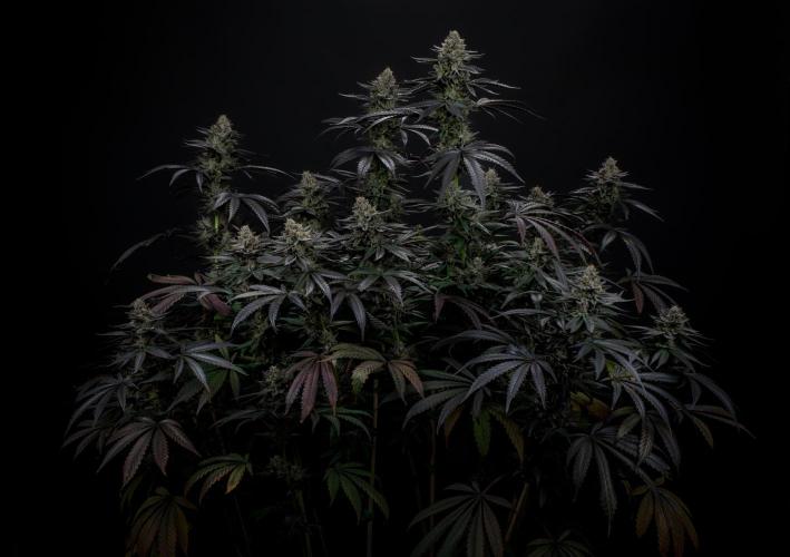 Biscotti Gelato. Week 14