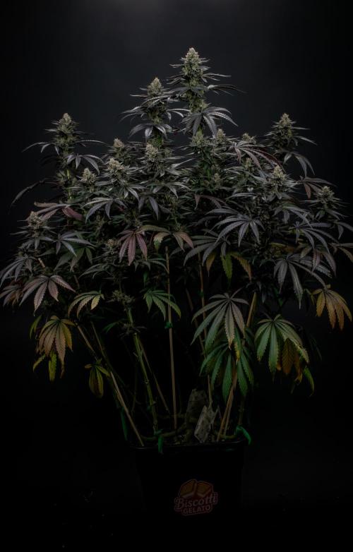 Biscotti Gelato. Week 14