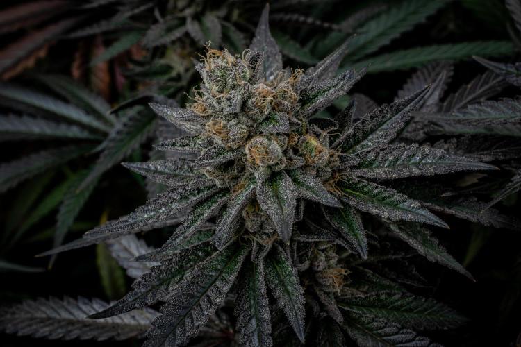 Biscotti Gelato. Week 14