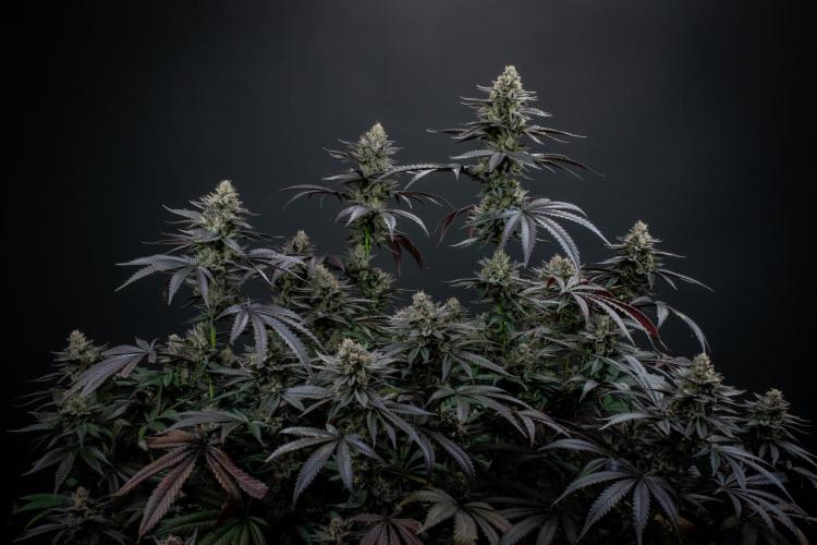 Biscotti Gelato. Week 14