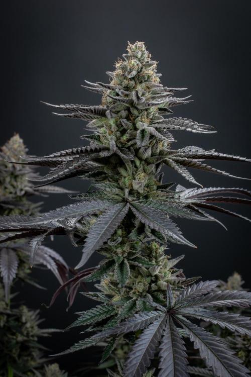 Biscotti Gelato. Week 14