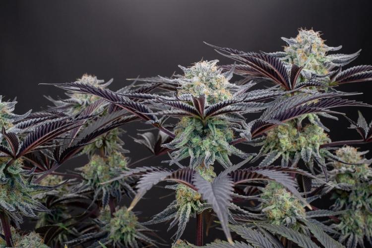 Bananakin Skywalker. Week 11