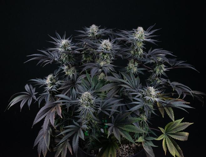 Bananakin Skywalker. Week 11