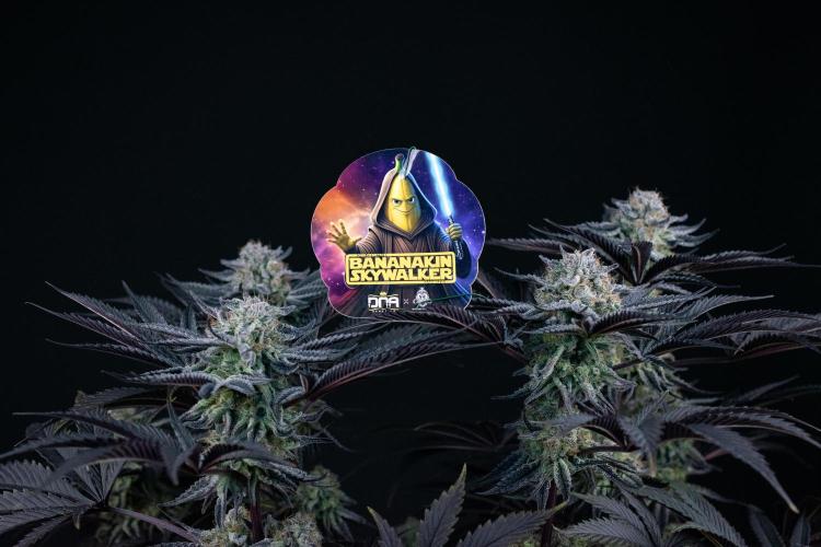 Bananakin Skywalker. Week 11