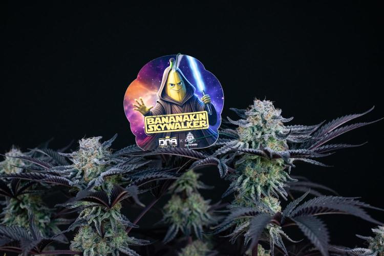 Bananakin Skywalker. Week 11