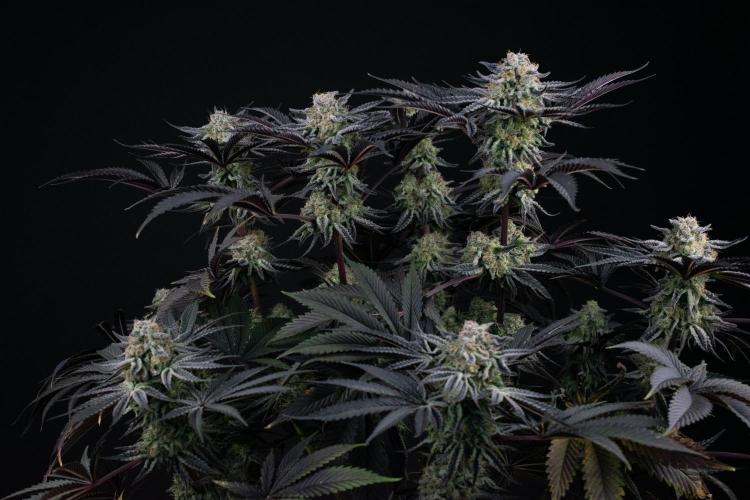 Bananakin Skywalker. Week 11