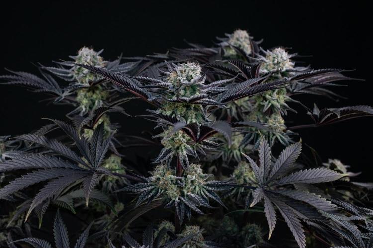 Bananakin Skywalker. Week 11