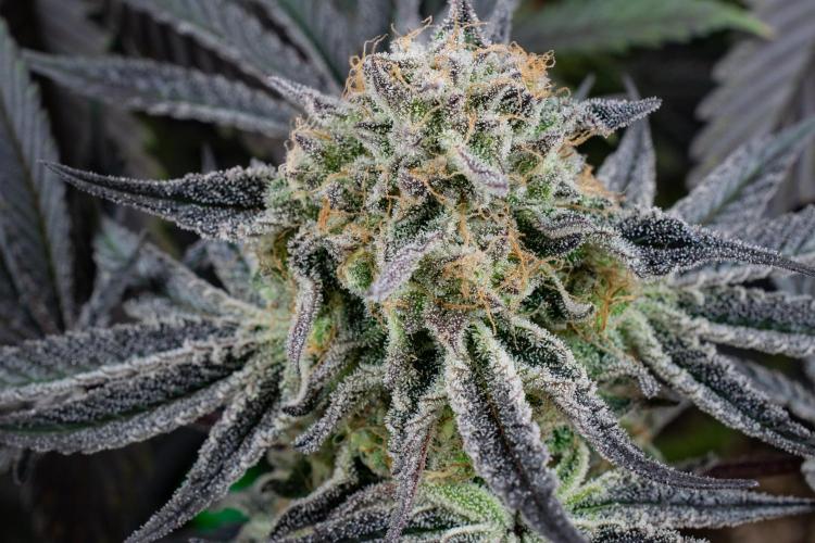 Bananakin Skywalker. Week 11