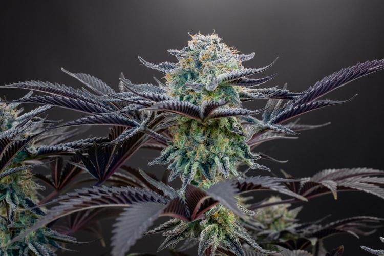 Bananakin Skywalker. Week 11