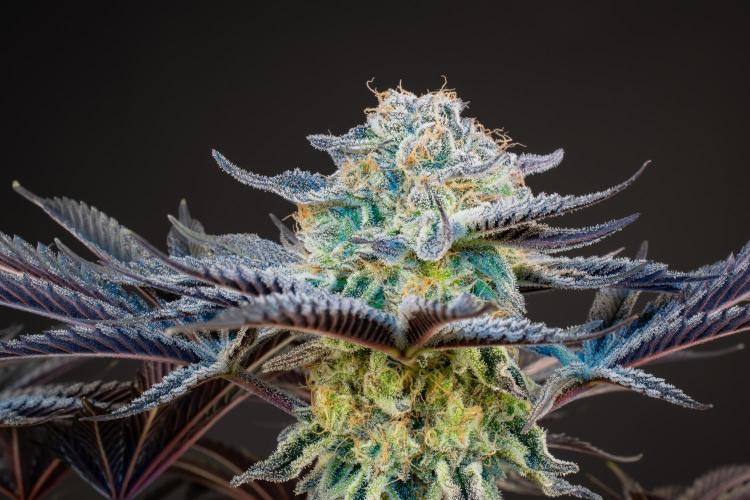 Bananakin Skywalker. Week 11