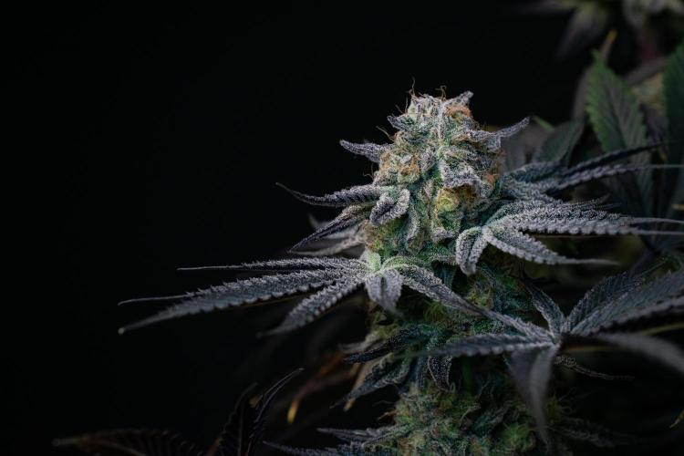 Bananakin Skywalker. Week 11