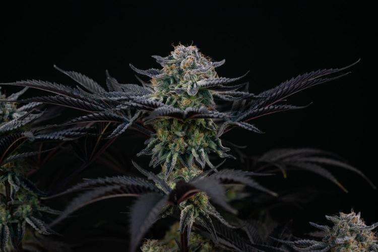 Bananakin Skywalker. Week 11