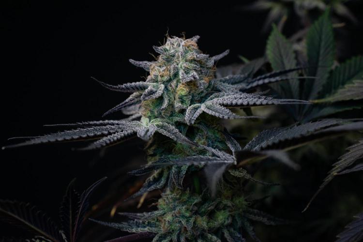 Bananakin Skywalker. Week 11