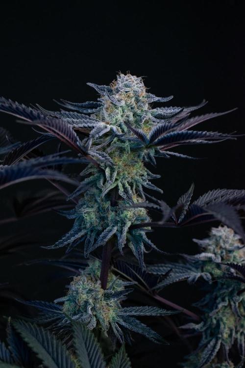 Bananakin Skywalker. Week 11