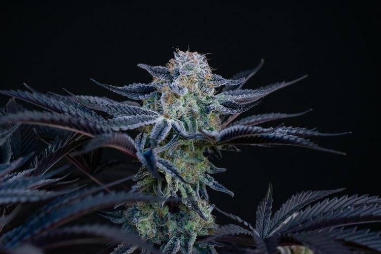 Bananakin Skywalker. Week 11