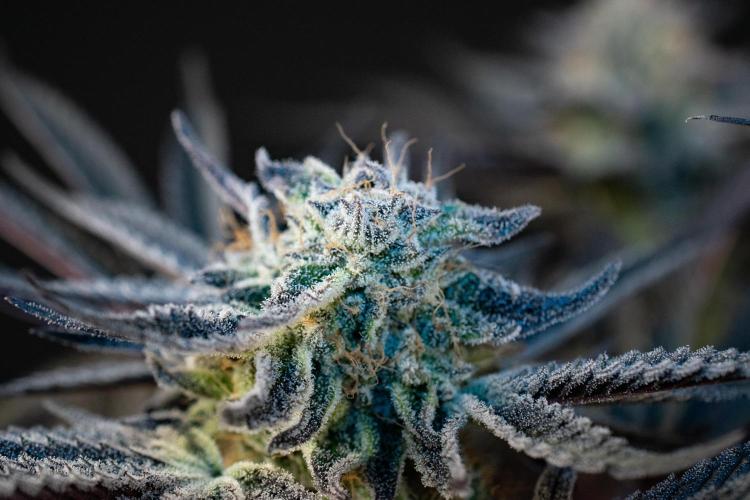 Bananakin Skywalker. Week 11