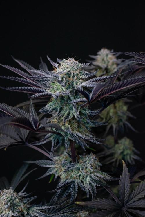 Bananakin Skywalker. Week 11