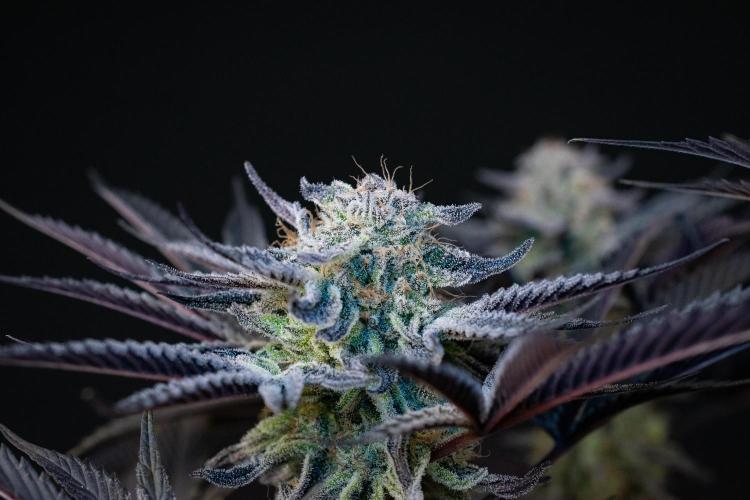 Bananakin Skywalker. Week 11