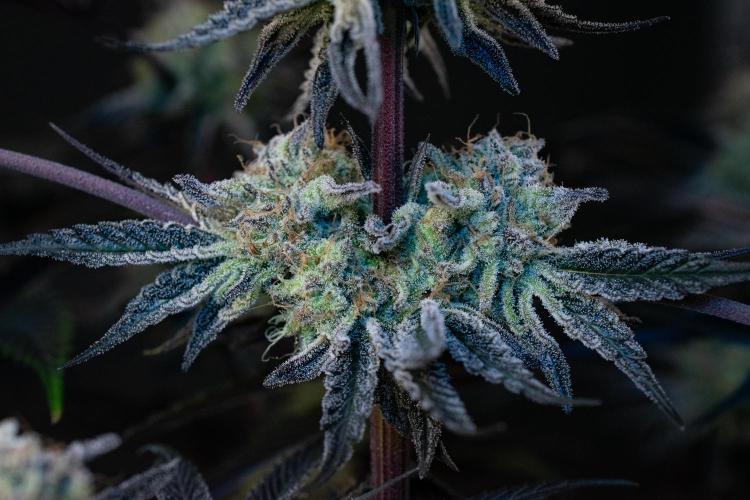 Bananakin Skywalker. Week 11